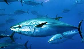 Action to implement much needed protections for endangered Bluefin Tuna who have now returned to UK waters. change.org/p/protect-blue… @Seasaver