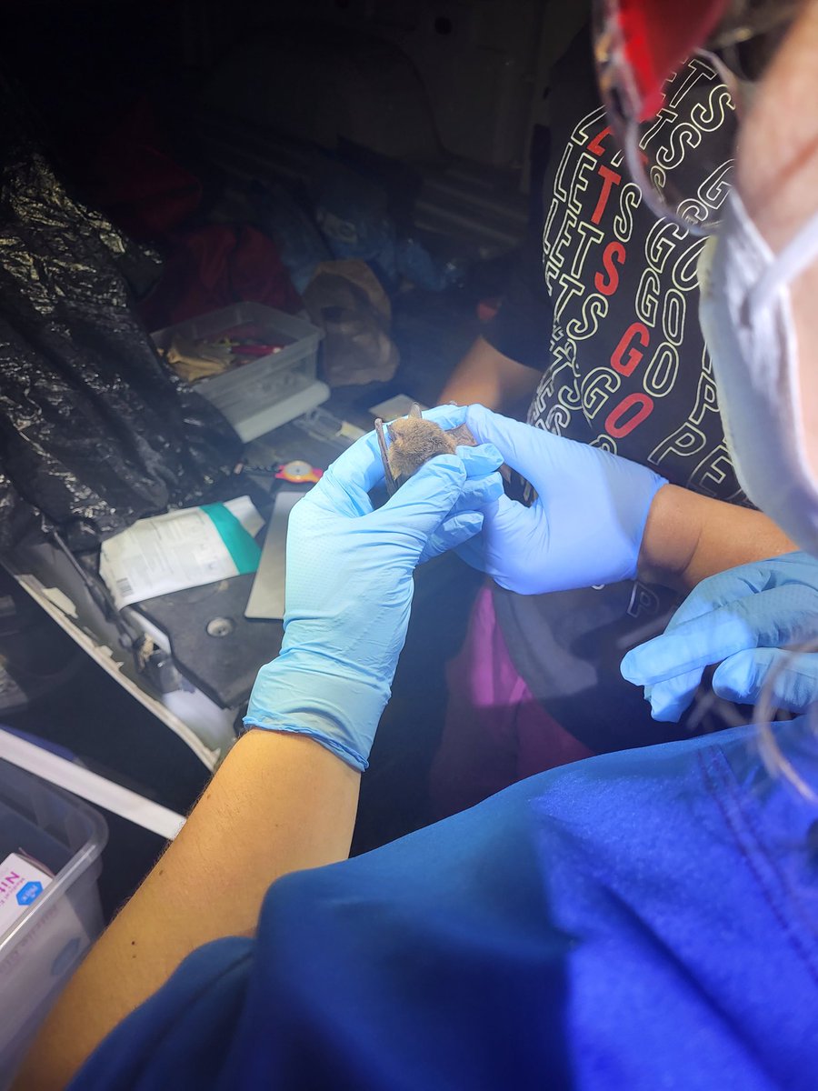 BrandontheBio's tweet photo. Taken a few weeks ago, our lab caught, tagged, and safely released an endangered gray myotis. Hopefully one day this will be a common occurrence. 

*All capturing was performed with trained personnel under the appropriate permits. https://t.co/uTE8ySWcqI