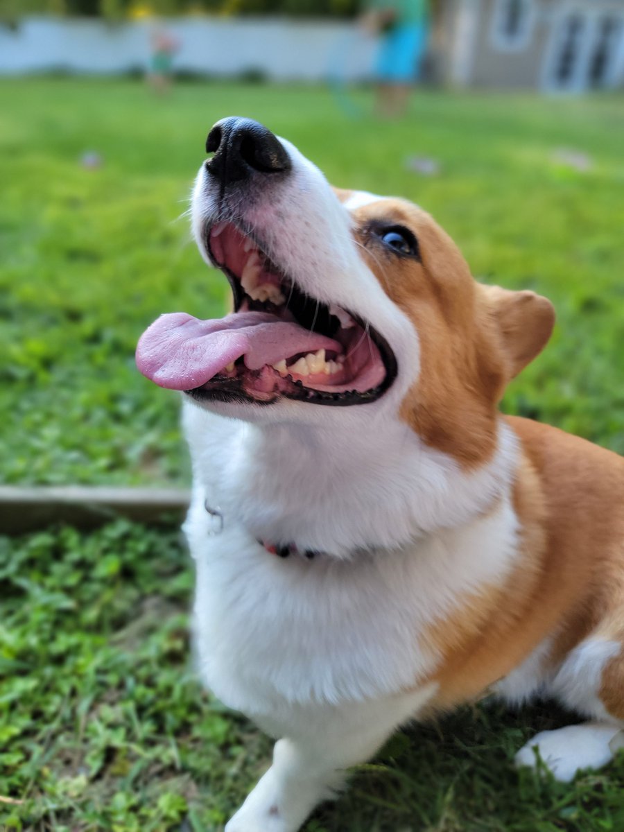foolofapup's tweet photo. Happy #tongueouttuesday my friends! I hope you have many reasons to smile today 😊 https://t.co/21PmZc3OYw