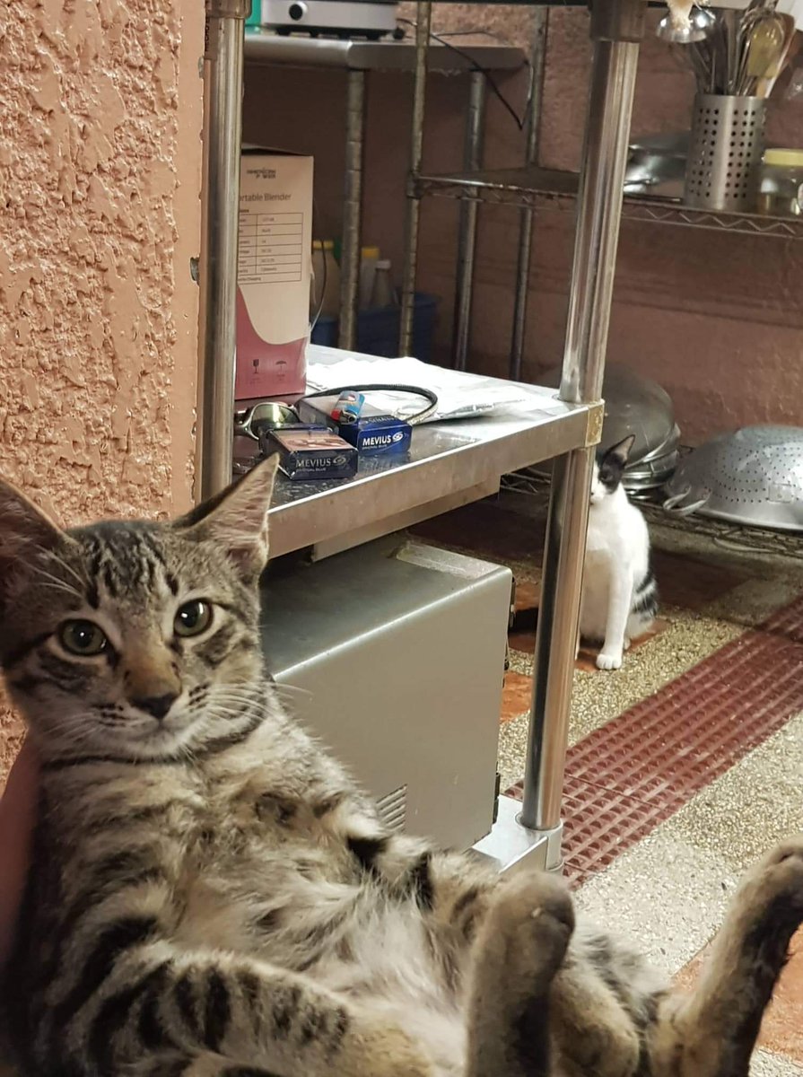 andilikecat's tweet photo. Meet our new kitten, Twinkle and the other one is Chibi.

#cat #kittens #CuteCats #cute https://t.co/xQrsIu8Xnn