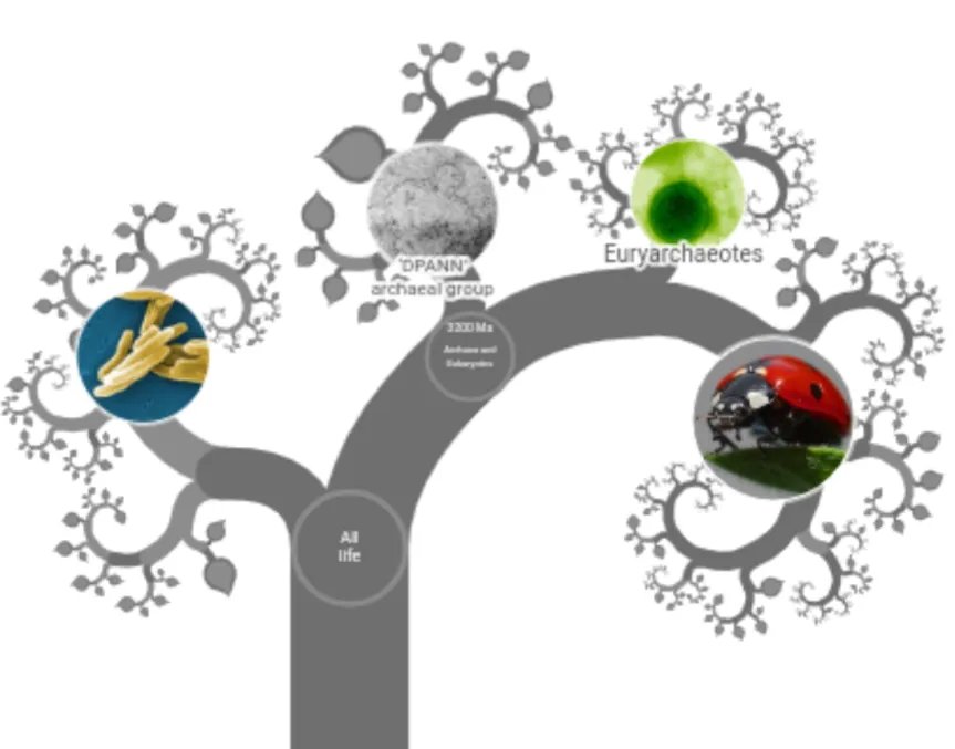 terrinakamura's tweet photo. interactive #map shows how all life is related
#OneZoom #TreeofLife #Explorer, text page for euryarchaeotes https://t.co/jdOJ1H0aXO https://t.co/cFghTEJ3rU