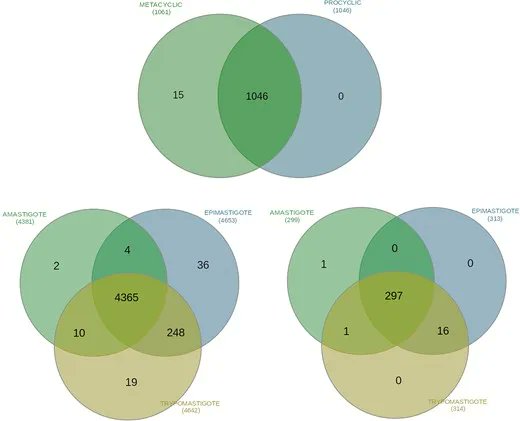 Uncovering Pseudogenes and Intergenic Protein-coding Sequences in TriTryps’ Genomes buff.ly/3MErMiB