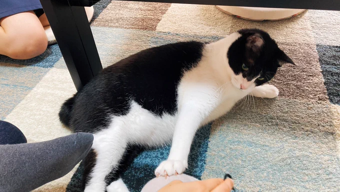 まるくてもちもちのねこ 