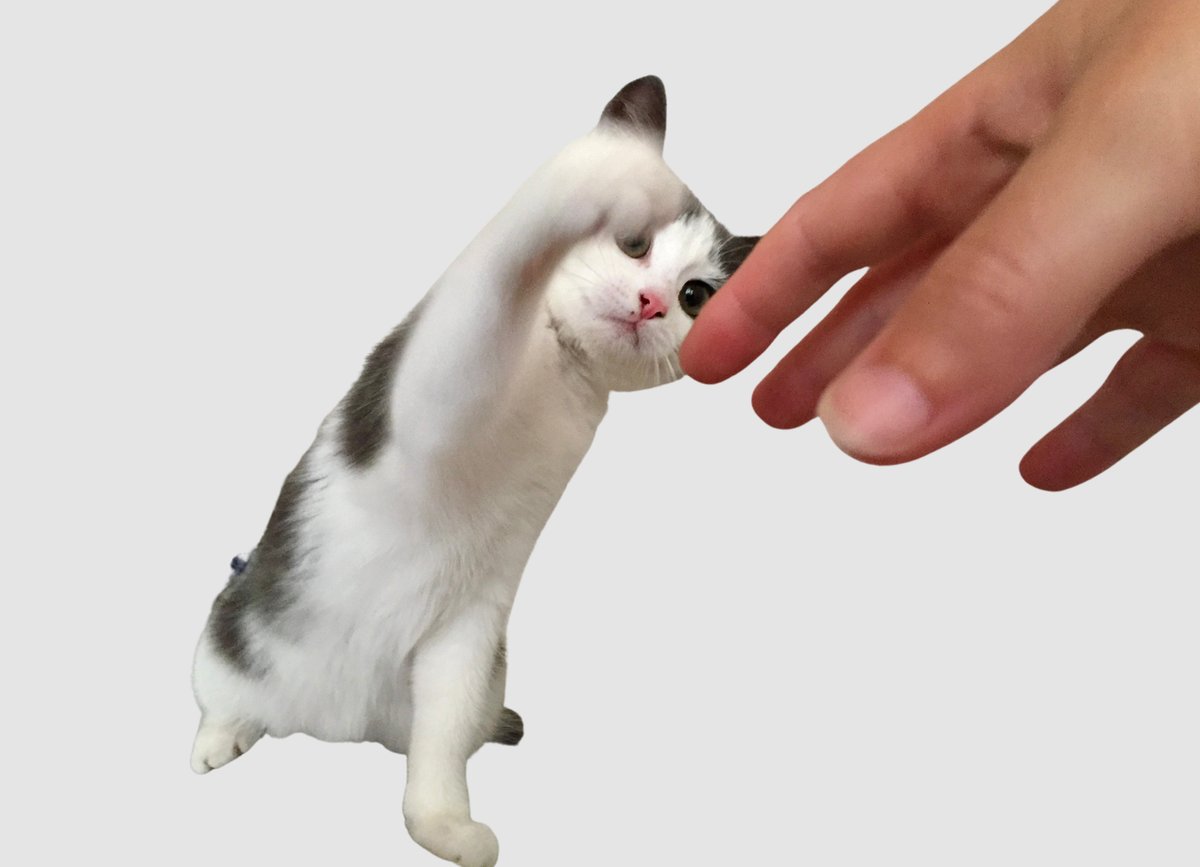 #VACATURE | Een baan die je niet snel ergens anders zult tegenkomen: we zoeken een Junior Onderzoeker Kat-Mens Interactie! vacatures.knaw.nl/job/Amsterdam-…