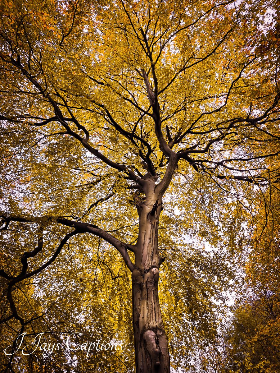 jjays_captions's tweet photo. Photographers show me your TREE Shots 📸

I will start 

Let's support one another

Retweeting all 🔃
#photography #photo #photographer https://t.co/3JzbpTMwCX