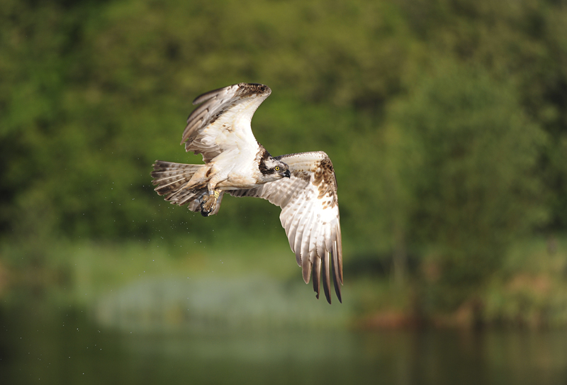 What a start to the series! What was your highlight of the first episode? #Autumnwatch @BBCSpringwatch 📷 Ben Andrew