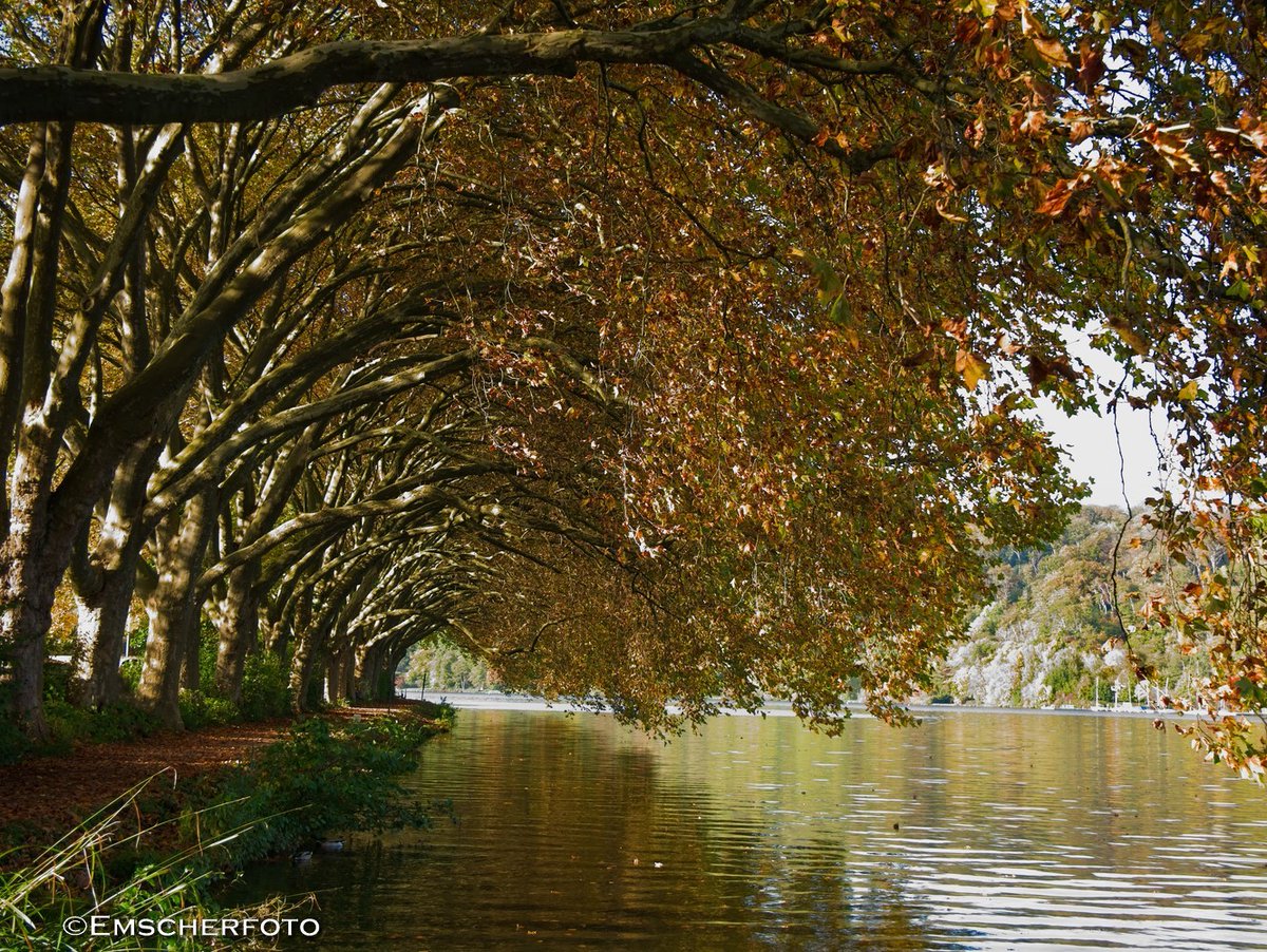 thisdigitaldark's tweet image. Fotospot #Baldeneysee in der Herbstedition...
#Ruhrgebiet
#Fotografie
@WeAreDlfferent