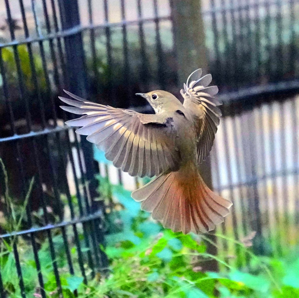 Hermit Thrush lands at the Pinetum's fence ,Central park.

#birdcpp #birdsinflight #flyingbirds  #birds_in_flight #hermitthrush @BirdCentralpark #thrush