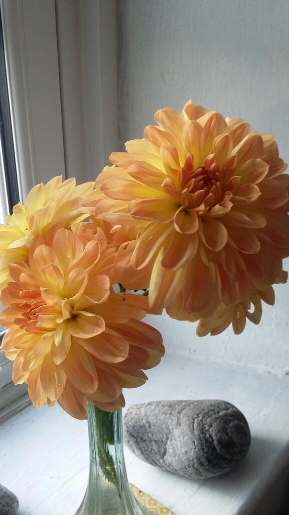TheLengthsman's tweet photo. Last of the #Dhalias https://t.co/pUIELJu3sa