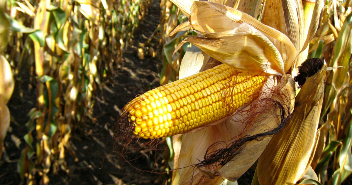 At BASS Hybrids, we believe in maintaining the integrity of corn as nature intended by offering non-GMO natural insect and drought tolerant hybrids. Defending your bottom line with unconventional conventional hybrids: basshybrids.com