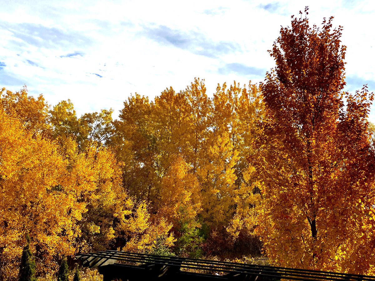 _barblife's tweet photo. Has this not been the most spectacular fall? 
#alldaygoldenhour 
#FallColours https://t.co/EKqhSrBkfS
