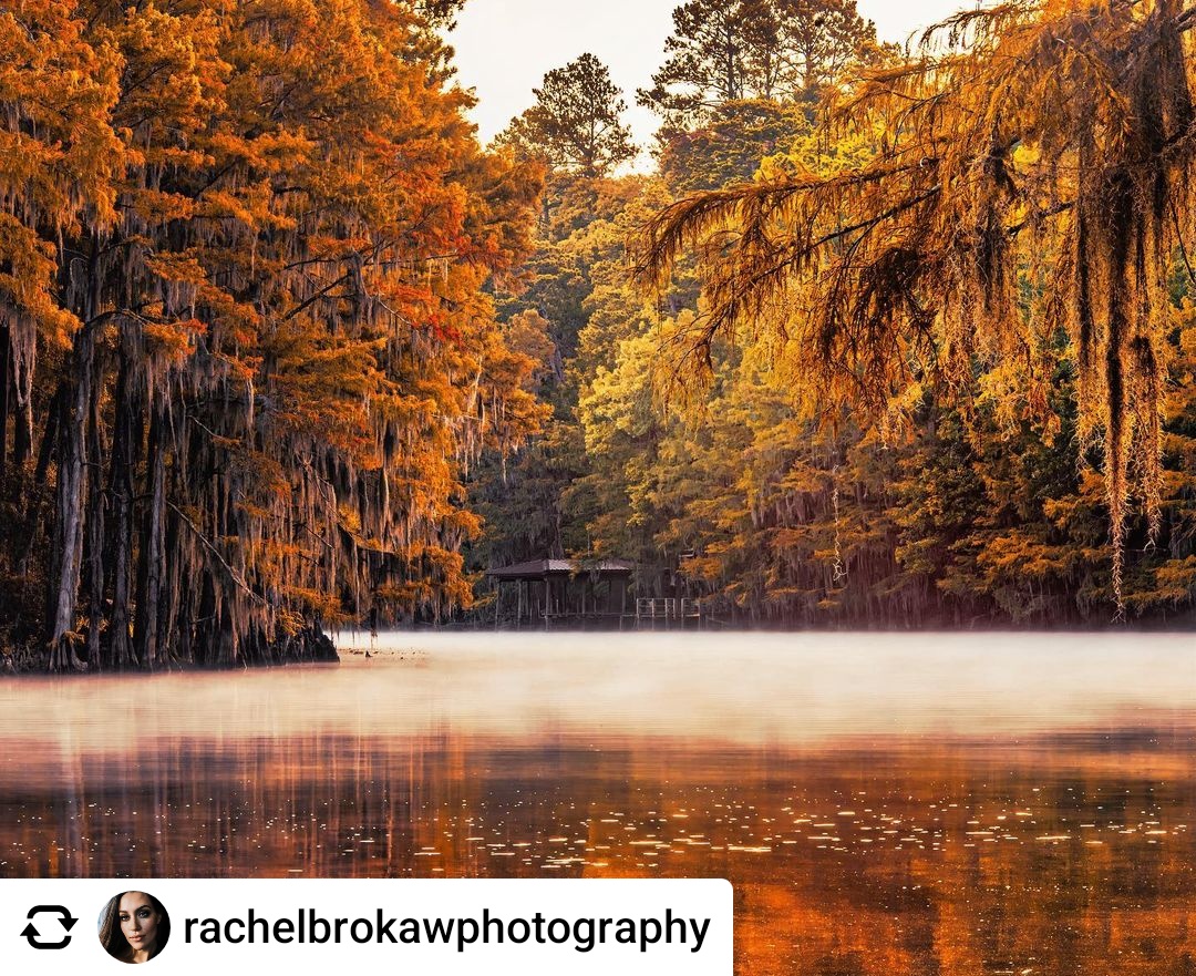 Cypress_Info's tweet photo. Happy #TreeTuesday!
Photo by @rachelbrokawphotography | #SouthernCypress #cypress #cypresstrees #baldcypresstrees #trees #treesinfall #fall #autumn #fallcolors #RealAmericanHardwood #AmericanHardwoods #nature #naturephotos https://t.co/uFjdWU7pvf