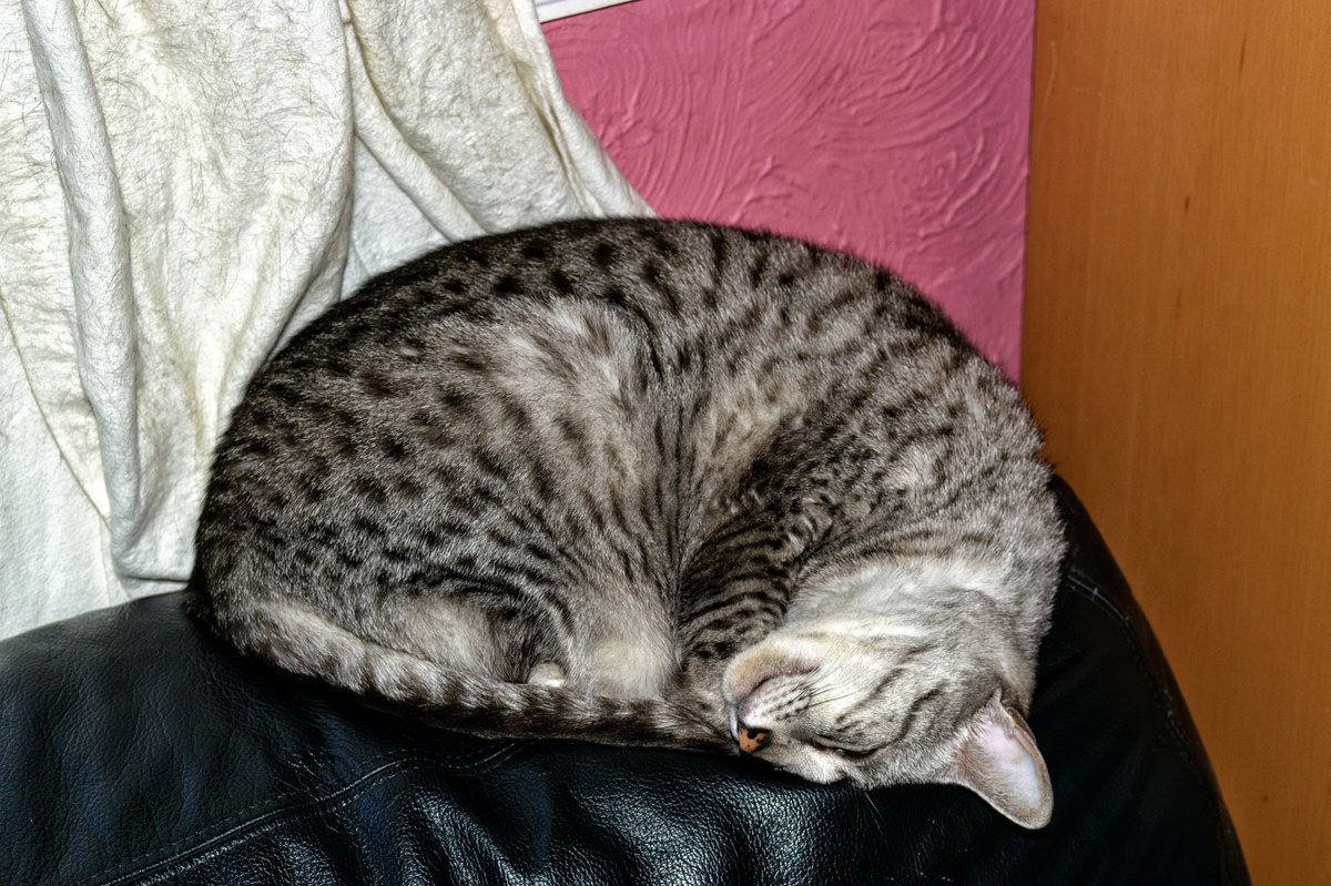 Wow 13 years since I joined Twitter. Here a celebratory kitty! #Tzapporrah #egyptianmau #spottycat. She was an amazing girl