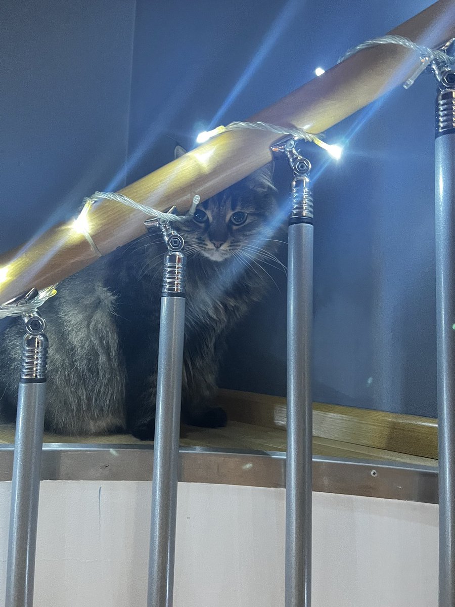natka_nika's tweet photo. Musya #cat #CatsOnTwitter #catlovers #mycat https://t.co/85LECKDFwr