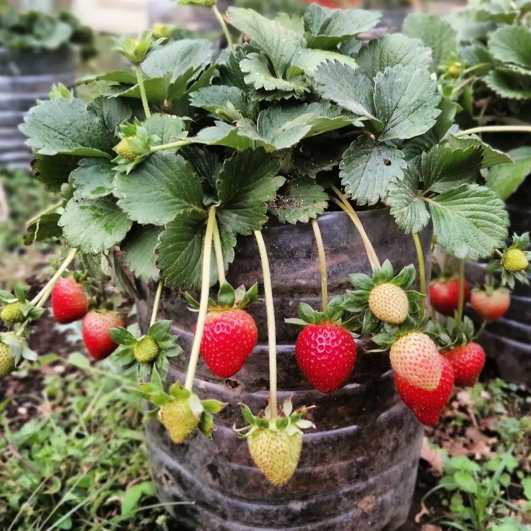 agrotendencia's tweet photo. Fresas para todos los días del año, así nos muestra y nos comparte desde México @andocultivandomx
¿Te gustaría?
¡Anímate y muéstranos tu también tus postales del campo!
Utiliza la etiqueta #Agrotendencia
#AgroRed #fresa #frutilla #cultivodefresa #México https://t.co/xAAhojSMWN