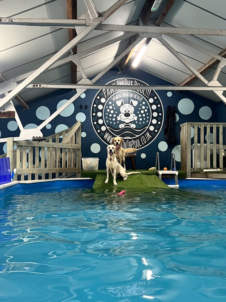 mrspolhill's tweet photo. Some doggie swimming to start off a Tuesday morning ๐๐ #pawsinthepool https://t.co/bU5XOV7bRK