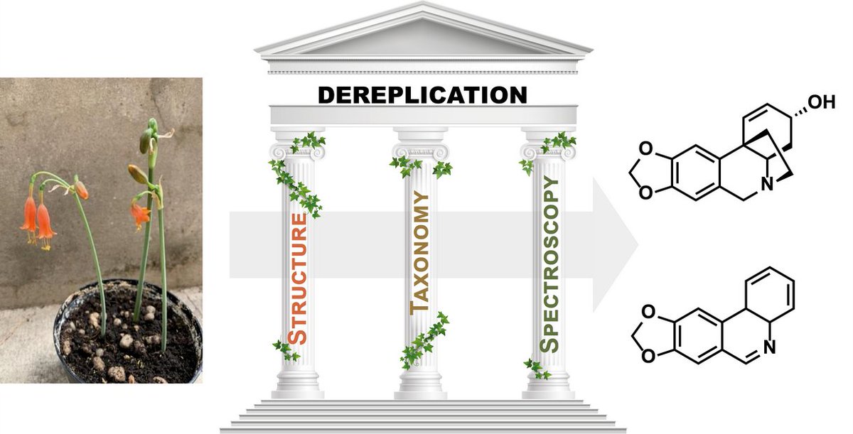 Molecules_MDPI's tweet photo. The Three Pillars of #Natural Product #Dereplication. #Alkaloids from the Bulbs of Urceolina peruviana (C. Presl) J.F. Macbr. as a Preliminary Test Case
By: Jean-Marc Nuzillard, et al.
👉https://t.co/L9N2zI1PWE
📌#databases #spectroscopy #taxonomy #molecular
@ChemMatSci_MDPI https://t.co/FUNbOK4EMS