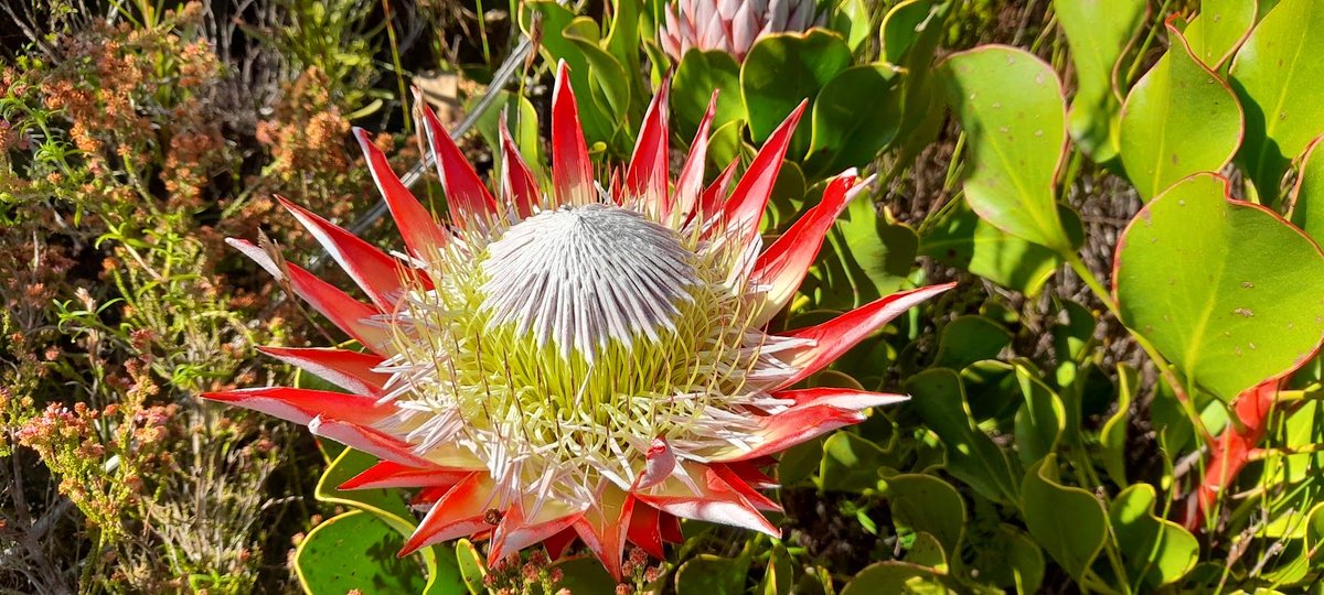 annbot's tweet photo. Contributions focusing on phenomena at biome and ecosystem scales are invited, including on regional and continent-wide floristics, ecological and evolutionary studies. #Africanflora #Biodiversity 3/4 https://t.co/vO9cJRmLKP