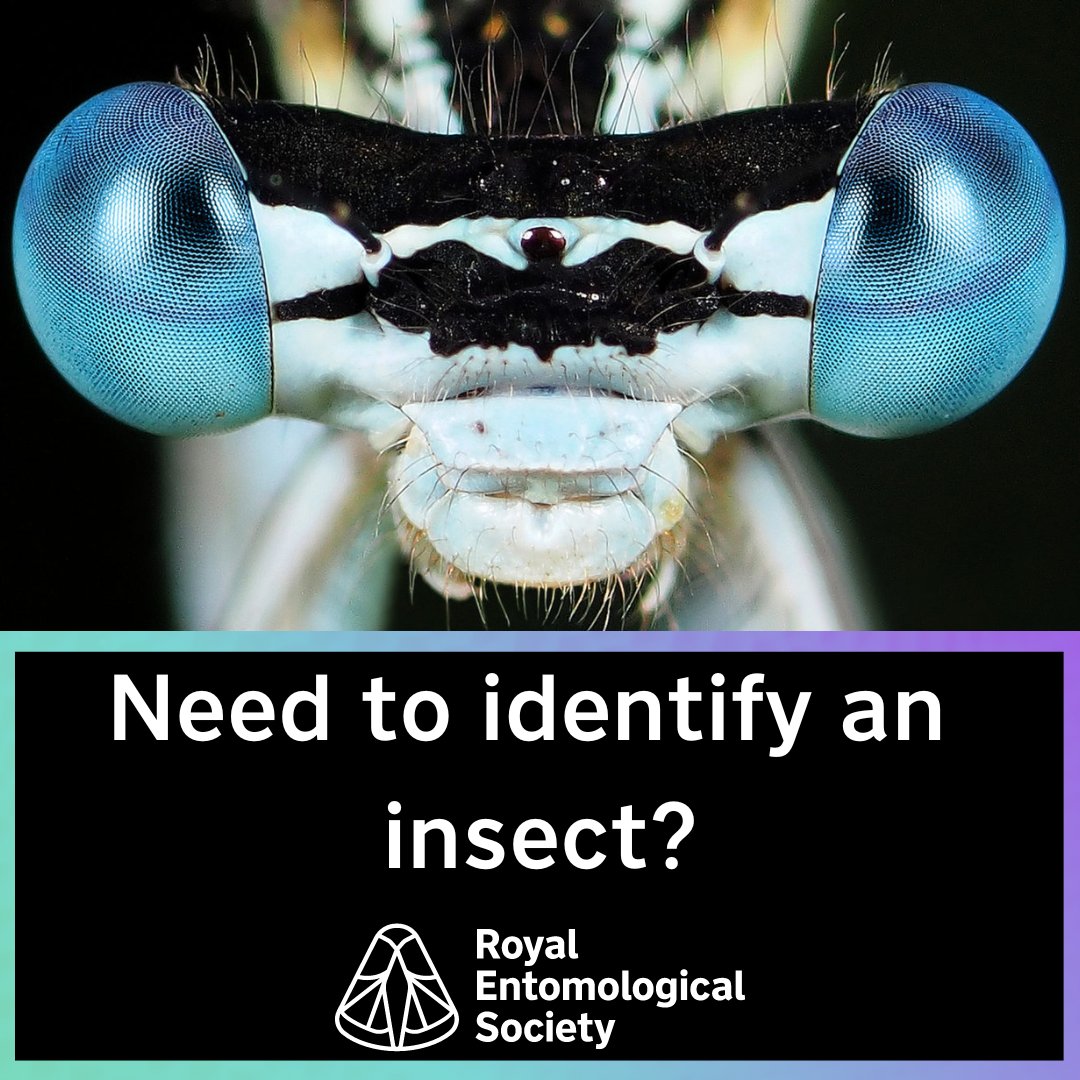 RoyEntSoc's tweet photo. Need help #identifying an insect? Why not ask one of our #experts?

https://t.co/K7uMdeNnEB

Have a look at our #insects #miniguide for our most requested #insect #species to #identify: 

https://t.co/DGXtTOrh7J

#Entomology #Science #Education #Identification #Research https://t.co/KwQxtaaplK
