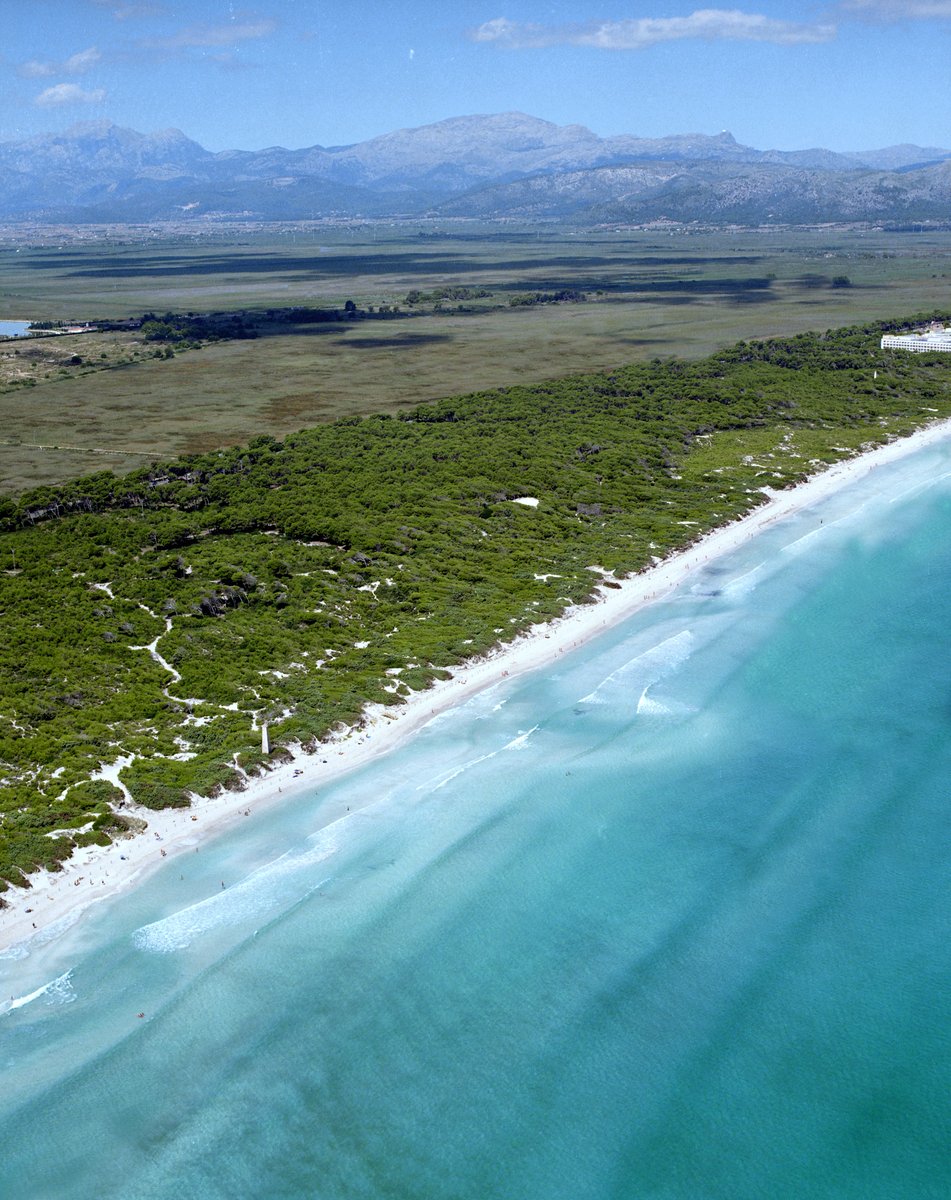 JS_Hotels's tweet photo. Playa de Muro es uno de los destinos más solicitados por los viajeros que visitan #Mallorca por sus 5 km de playa, el Parque Natural de s’Albufera y su amplia oferta de ocio. Con sus más de 300 horas de sol al año es el destino perfecto. Ven a conocerlo desde el #JSAlcudimar. https://t.co/ApDAXB6GCG