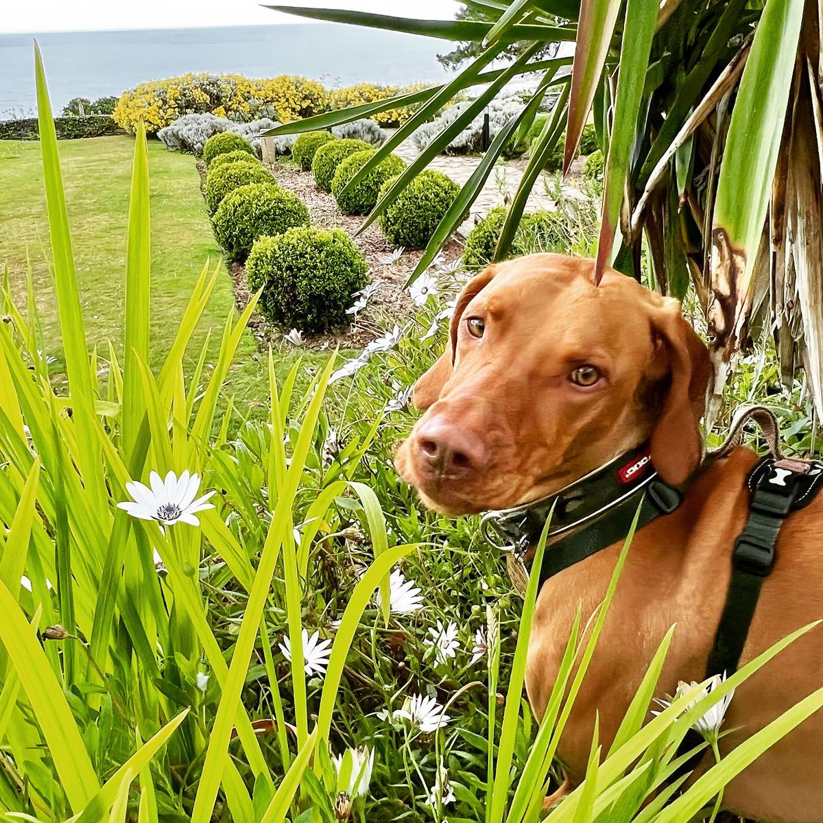 WeAcceptPets's tweet photo. Not only will you be spoilt staying at the Talland Bay Hotel but so will your four-legged friend. On arrival, they will receive a welcome hamper.
https://t.co/hwm4yWJ564
#Porthallow #Looe #Cornwall #Hotel #Spoilt #WelcomeHamper #Treats #DogsWelcome #SeaViews #Magical #Coastal https://t.co/jaj0fB7WNl
