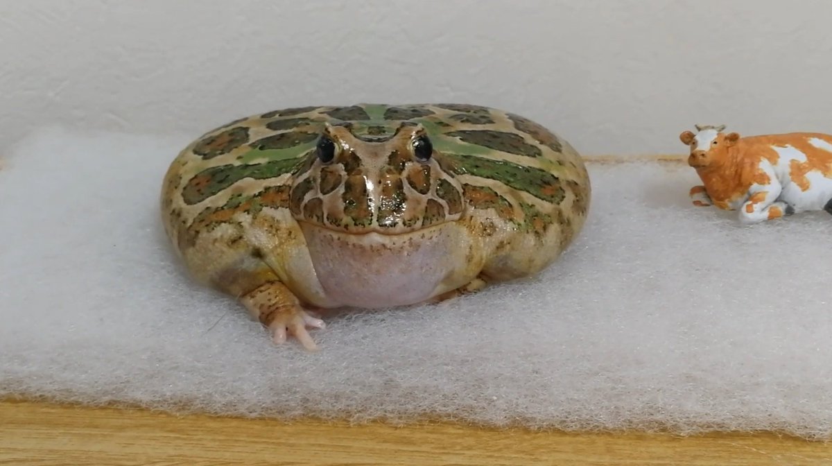 ferdalangurinn's tweet image. лучшая новость за день: тот самый японский дедушка, который выкладывает на ютубе видео с дней рождения своей рогатой лягушки-долгожителя, сегодня сообщил, что лягушке исполнилось 23 года! а ещё сообщает, что у неё зажили глазки, которые он лечил каплями. с днём рождения!