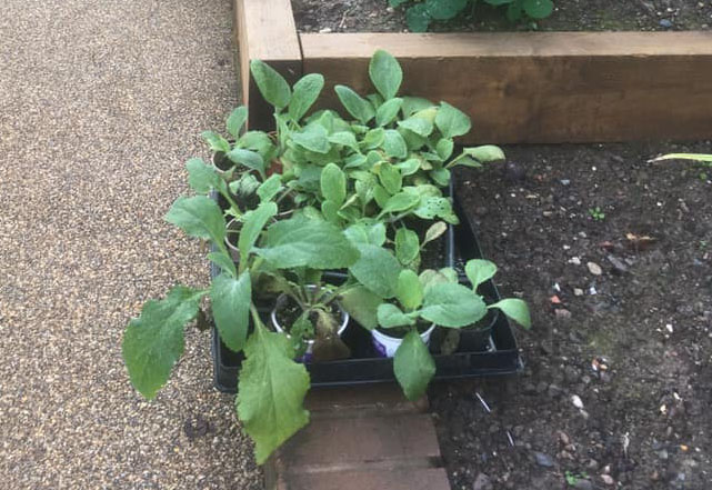 Plant Donation Day at Wellington Station was washed out, but we still received some great donations of plants, and they are already planted. Thanks all. <a href="/LoveWellington1/">Love Wellington</a> <a href="/wellingtonla21/">Wellington LA21</a>