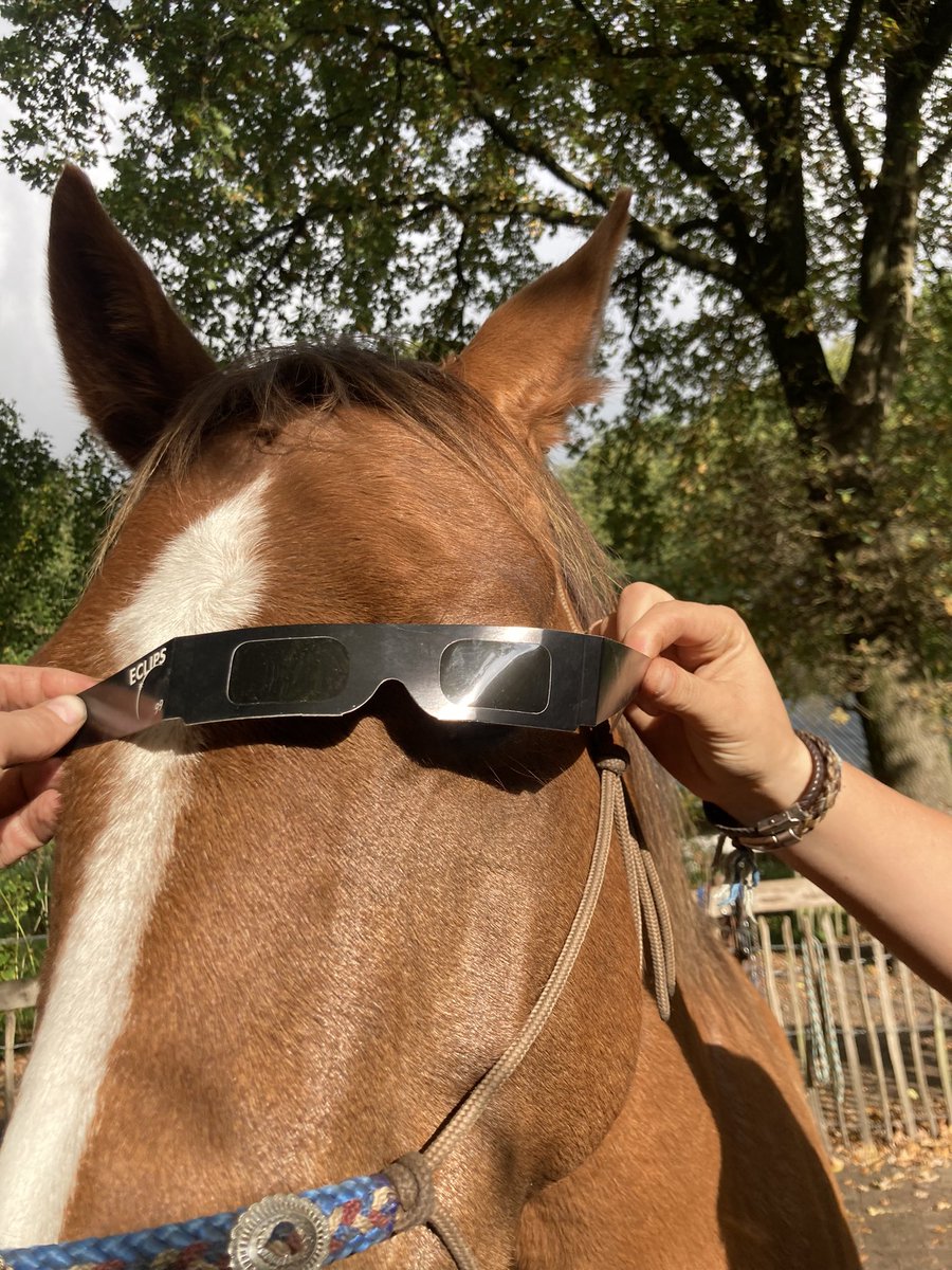 gemske79's tweet photo. @erubioherrera My horse is enjoying it too! https://t.co/larkizVsK9