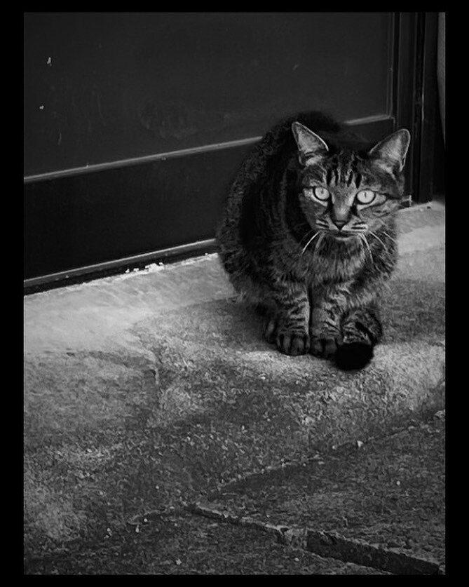 kohjiroshintaku's tweet photo. #海 #モノクロ #野良猫 #猫 #写真 #牛窓 #前島 #黒島 #sea #牛窓 #岡山 #monochrome #straycat #cat #photography #blackandwhite #sunrise #cloud #photographer #photooftheday #art #follow #instagood #photo #blakandwhite #japan #okayama #ushimado https://t.co/QONDXKRMet https://t.co/QlD8oO8Uzw