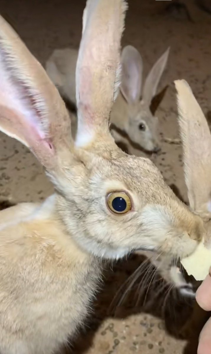 I think the way Rabbits and Hares have so little connection to eachother species wise is so funny and also so insane,,,, One is a benign little animal that hops around and the other looks like it met god personally
