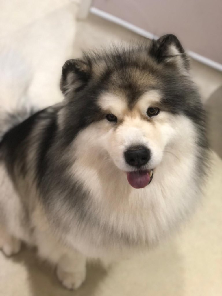 MaddysMutts's tweet photo. We all fell in love with this big Fluffy boy Ares, he was fabulously behaved and sang us a beautiful song, vid to follow 😅 https://t.co/jnI1DRXzwg