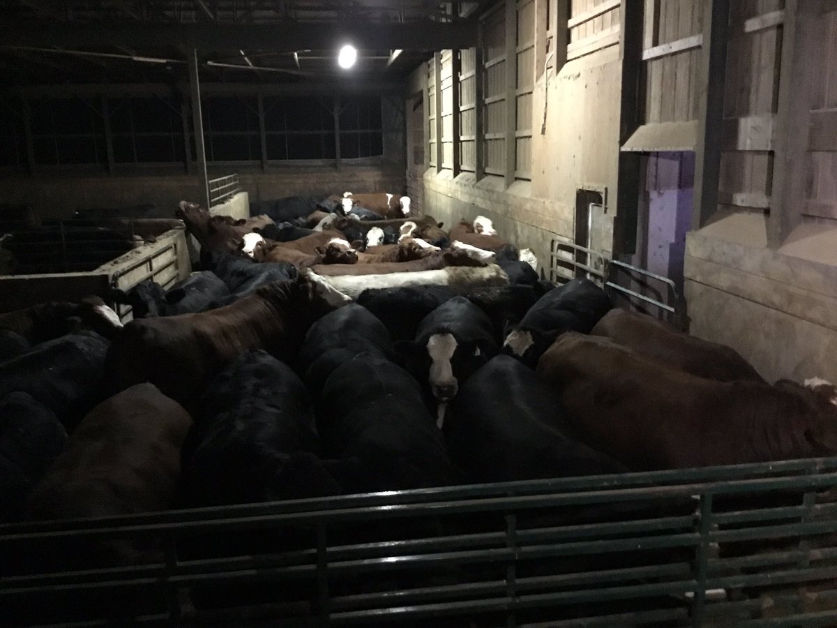 Some boys got a truck ride this morning🥩