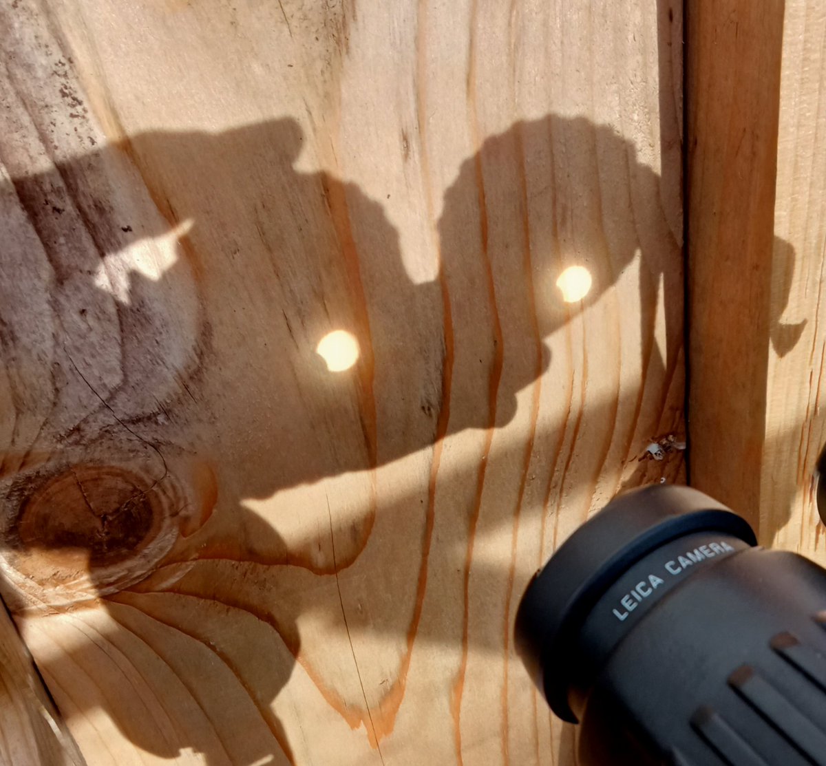 Just caught the partial #Eclipse with a binocular projection.