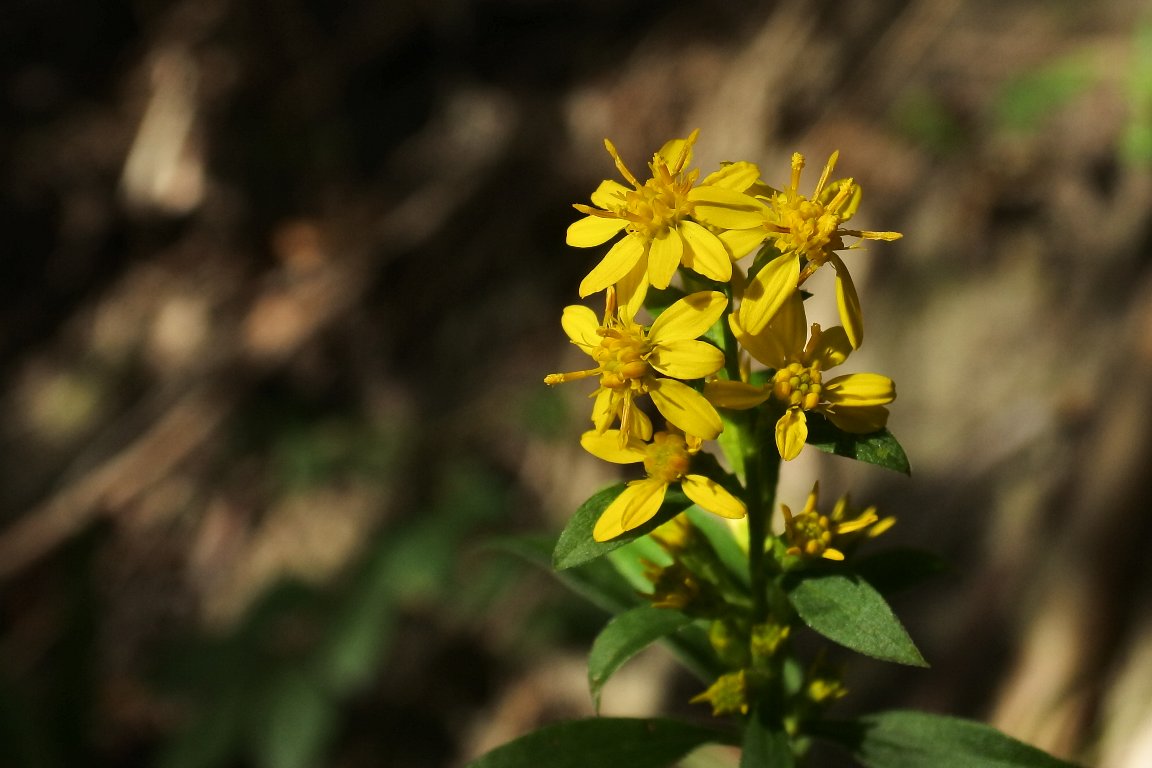 秋の麒麟草 Twitter Search Twitter