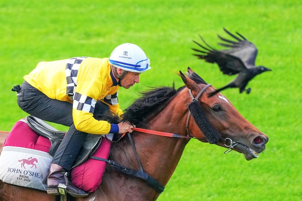 Rocha Clock during trackwork at Flemington Racecourse on October 25, 2022 in Flemington, Australia. (Photo by Scott Barbour/Racing Photos via Getty Images)

#horseriding #horse instagr.am/p/CkIhuqYh59j/