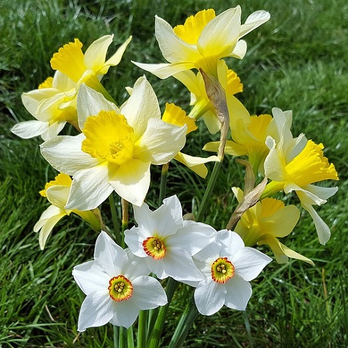 BeejwalaIndia's tweet photo. Buy Nargis Daffodil Mix Color Flower Bulbs Pack
https://t.co/Z8kRZnh3Ij

🎁 SPECIAL OFFER: Up to 90% off  
👉 Check Now: https://t.co/M88oG5zYsP
📦 Dispatch in 1 - 2 Days
#beejwala #Nargis #Daffodil #Flower_Bulb #garden #gardening' https://t.co/vtMx7ndqxy