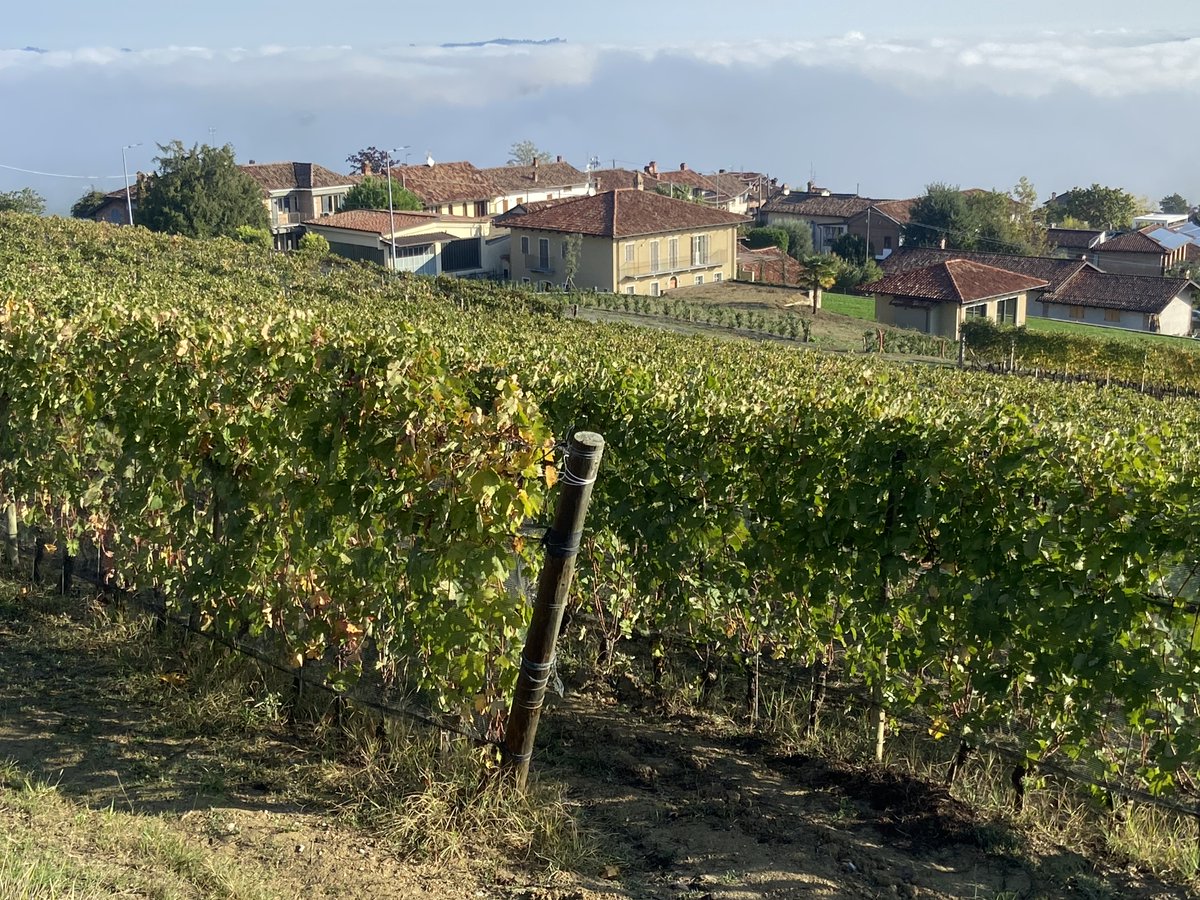 <a href="/MariaLauraCanta/">Maria Laura #atermsa</a> Global warming cost the Italian wine industry €2 billion last year and it could get worse. I talked to winemakers about their greatest fears in my latest Dog-Eared Passport: johnhendersontravel.com/global-warning…