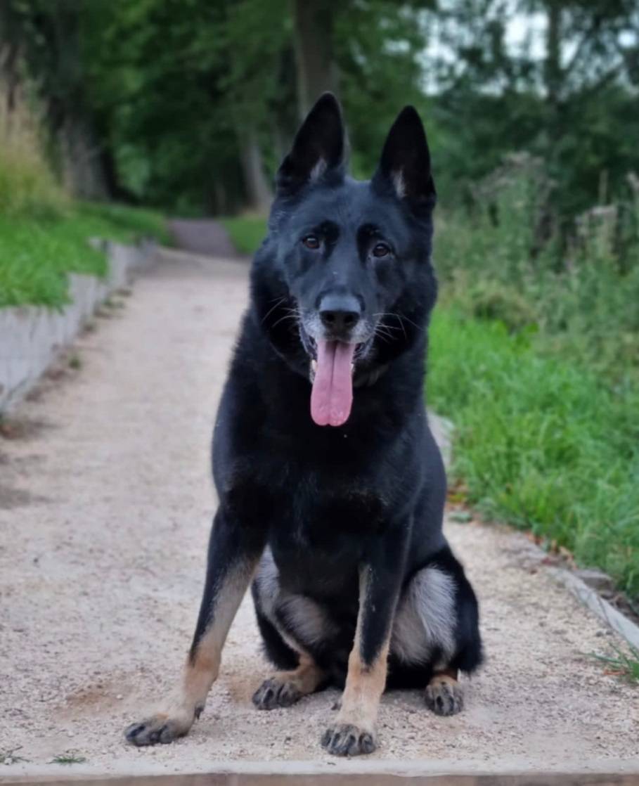 SWGlasgowPolice's tweet image. Around 5.50am on Sunday 23rd October 2022, #PDBodie assisted in arresting two men for the alleged theft of mopeds in the Hinshelwood area of Govan. 

The two men, aged 19 and 20 years, are due to appear at Glasgow Sheriff Court at a later date.

@polscotdogs 
#policedogsoftwitter