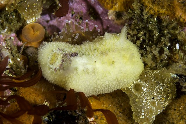 📢 Fully funded PhD position in my lab studying the mechanisms driving colour pattern variation in nudibranchs. Fieldwork + experiments + genomics with a great team (@Lancaster_LT & @SarahHelyar) and international collaborators. Due Dec 6th! tinyurl.com/y7794kxm PC: B Picton