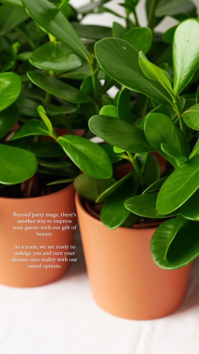 monsteragreen_'s tweet photo. Gift season is all year round

#gifting #pottedplants #christmashamper #weddingsouvenirs https://t.co/nrL3fCmIzM