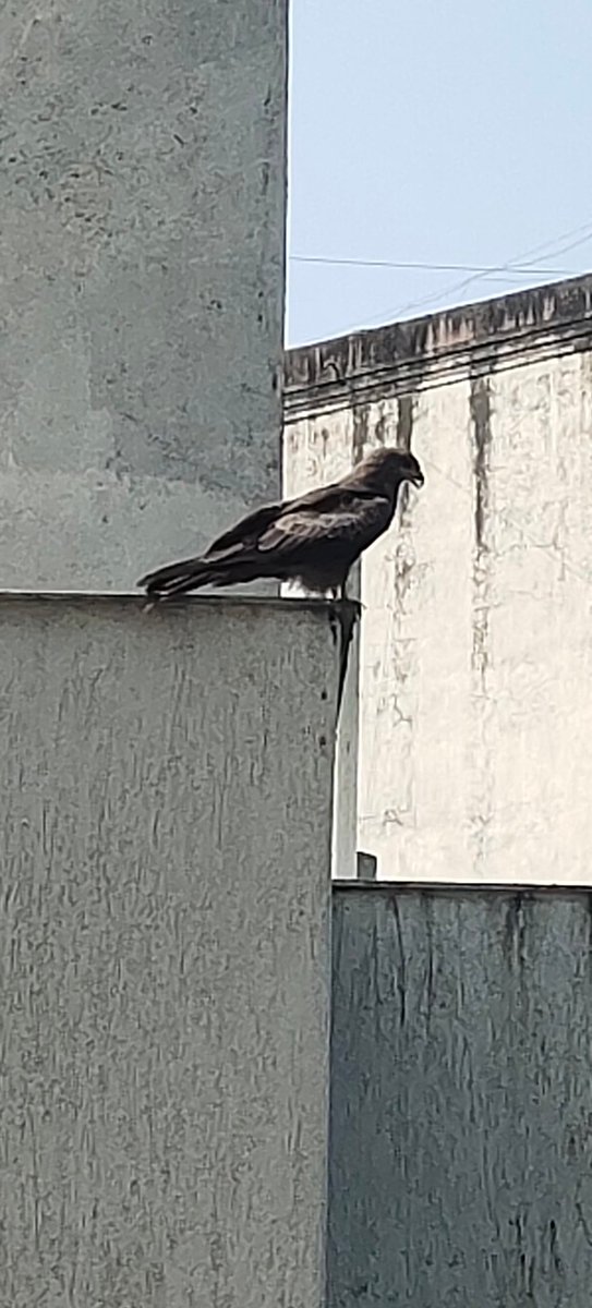 4_Simplicity_'s tweet photo. When #bridwatching is your interest, birds make it a point to visit you. A Kite, this afternoon sight! https://t.co/8Pc8Je2Rxn