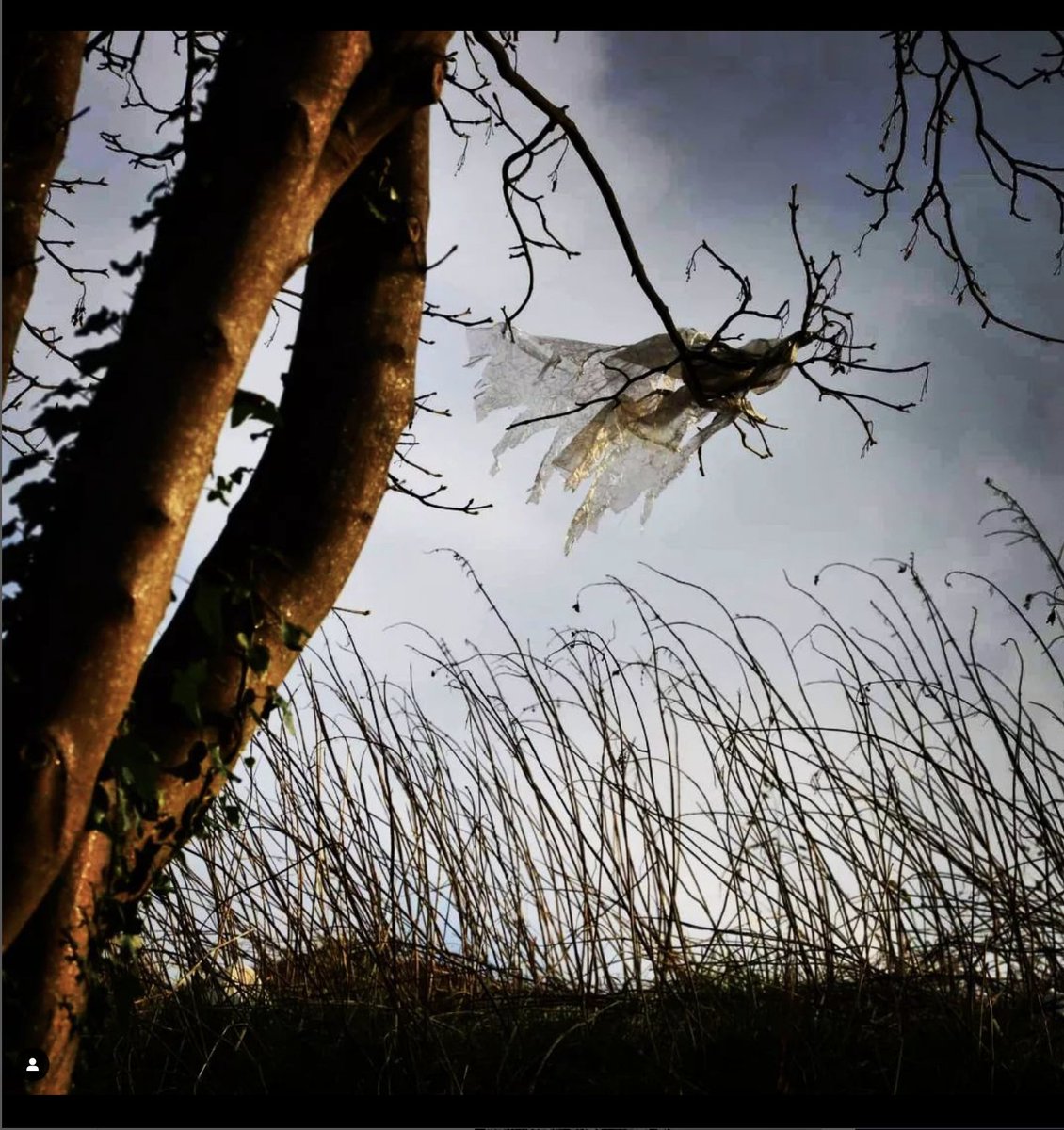 UoE_EFI_Civics's tweet photo. 'I'm listening to folk band #ThreeCityFour 's rendition of Adrian Mitchell's poem 'A Million Plastic Bags' as I walk around Granton, counting corpses of plastic bags caught in trees' ➡️ Beautiful post from @FractaloidConvo over on https://t.co/KwKGqIJRdL 😍 https://t.co/XFkdi1M7uI