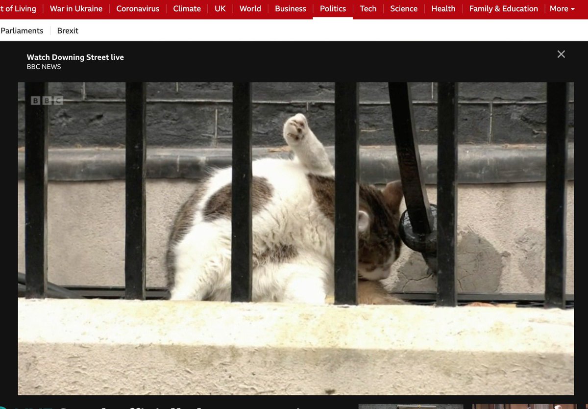 cacman's tweet photo. I didnt realise BBC were now live streaming’s @Number10cat onlyfans site! #larrythecat #stillmoreinterestingthantruss https://t.co/mWAbVMSwAt