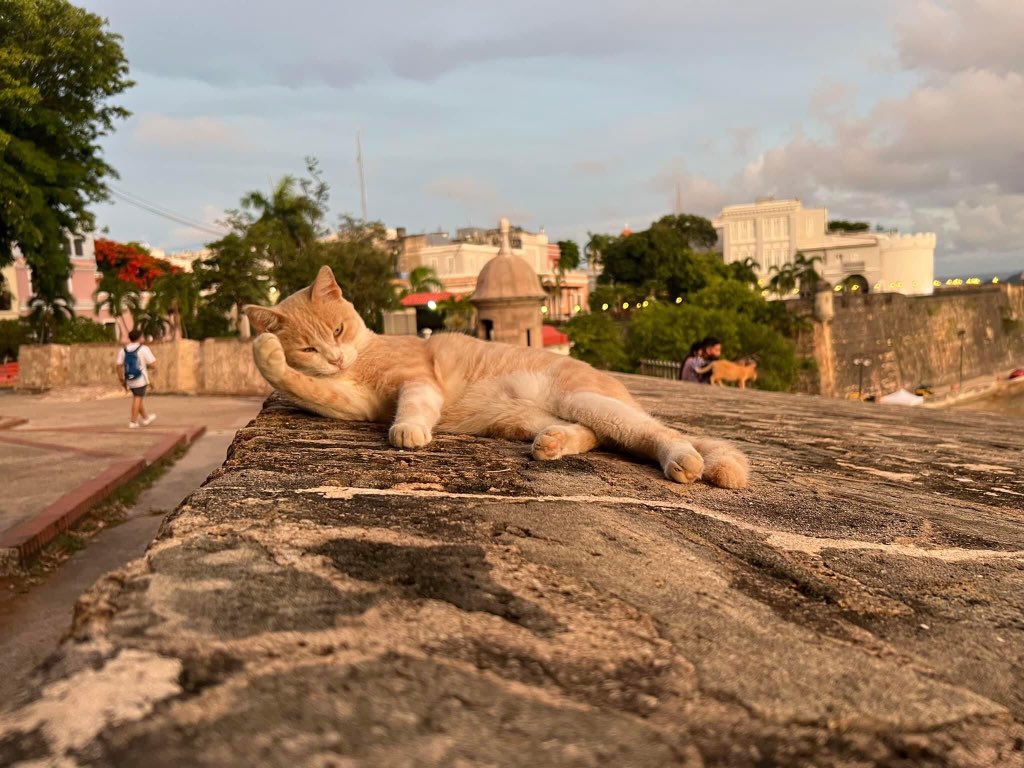 🚨 Cientos de gatos en peligro de ser asesinados por el GOBIERNO DE ESTADOS UNIDOS EN PUERTO RICO 🇵🇷 !! ️

El Departamento del Interior de EE. UU. planea eliminar gatos itinerantes gratis del Viejo San Juan. Estos gatos son fijos, vacunados y alimentados por la comunidad Inf 👇