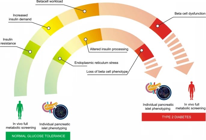 DanielJDrucker's tweet photo. Studies of human pancreata reveal that increased beta cell workload is accompanied by a progressive increase in ER stress with defects in insulin synthesis and loss of beta cell identity #diabetes #T2D @DiabetologiaJnl https://t.co/CbPNZuthPG https://t.co/wWdOXOxoEz