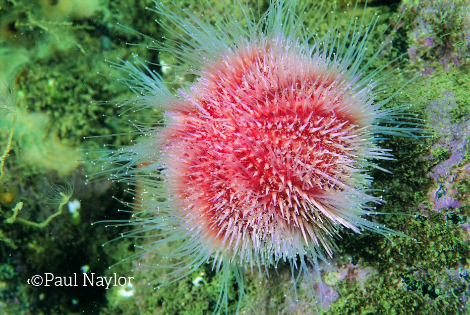 Bexhill Museum on Twitter: "RT @SussexWildlife: Sea urchins' spines