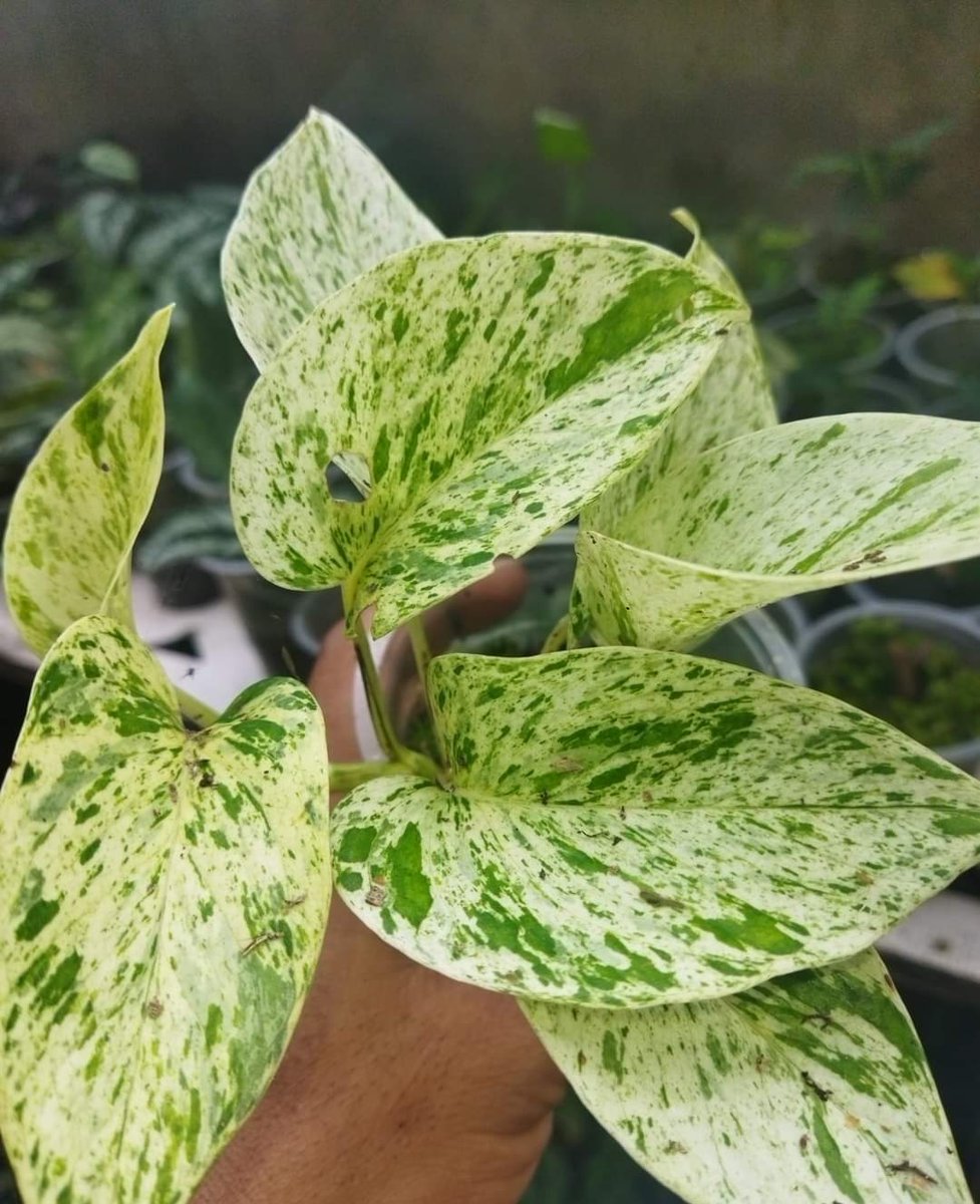 indonesianplant's tweet photo. Marble Queen😍
#planttwitter #houseplanthour
#marblequeen #florist711 https://t.co/vSOPDrsZu1