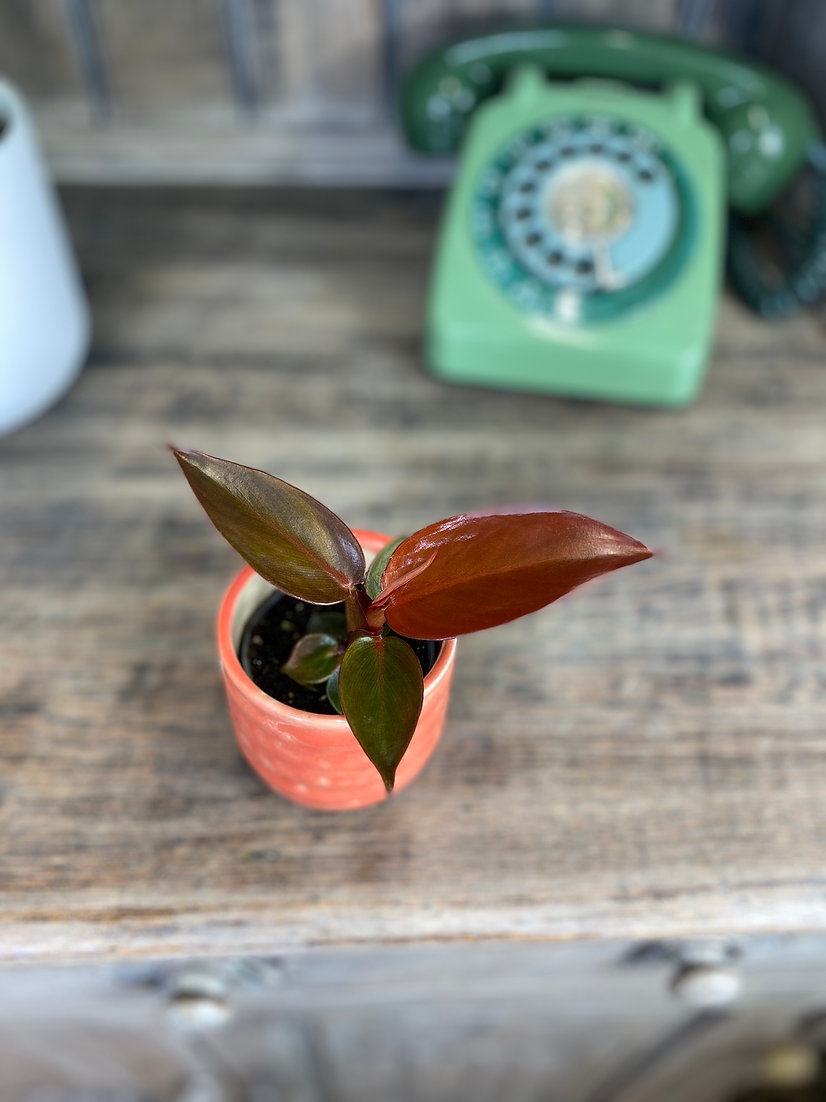 ginger_jungle's tweet photo. Philodendron Red Sun

https://t.co/JdBiAcMmkb https://t.co/LUrpJ9z0HA