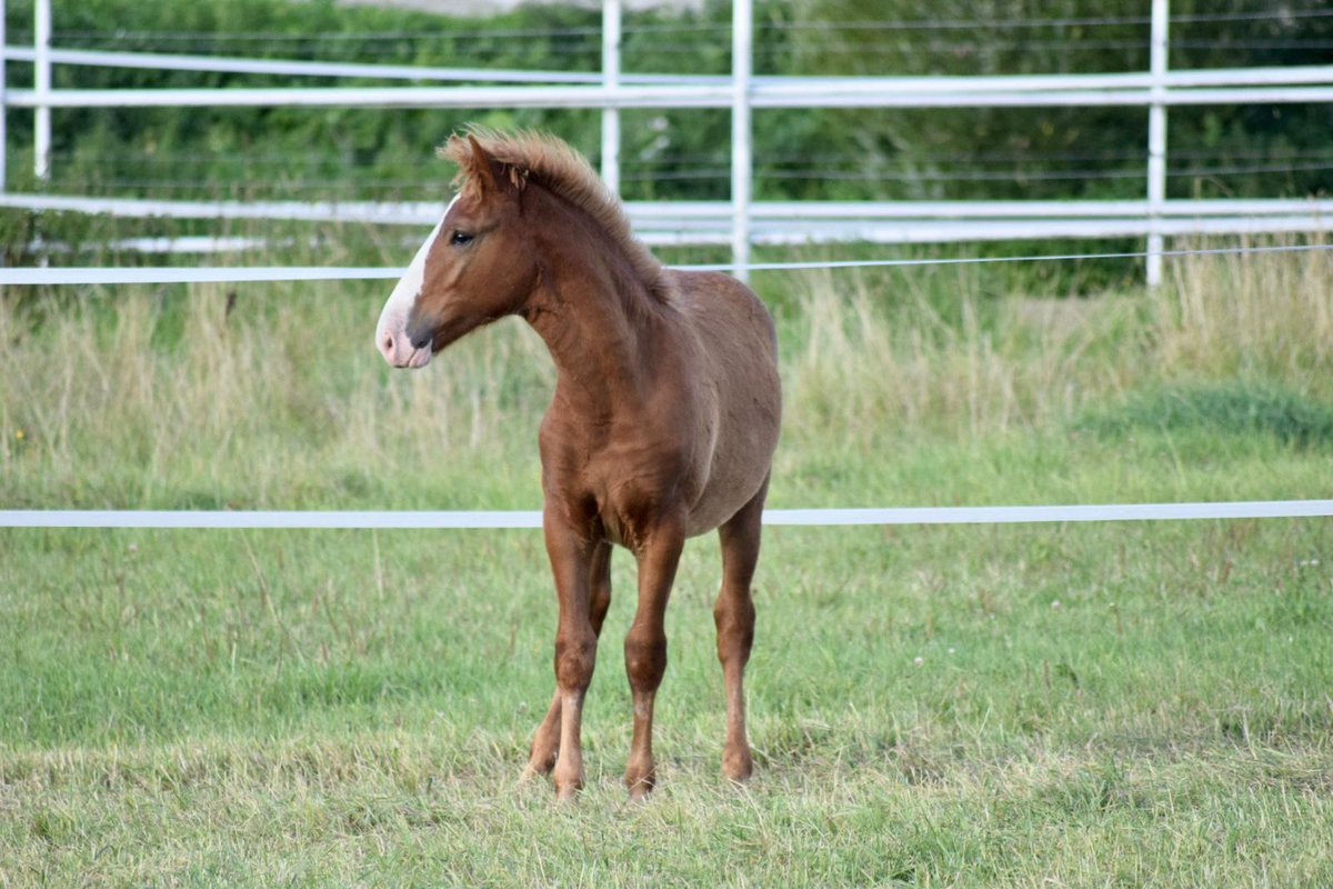 Nyt on tarjolla tulevat Ravikuninkaat, tälläistä mahdolliduutta ei tule toista! sh-varsakimppa.fi yhteistyössä:
<a href="/KorvenheimoTimo/">Timo Korvenheimo</a> <a href="/markkpunka/">Markku Punkari</a>