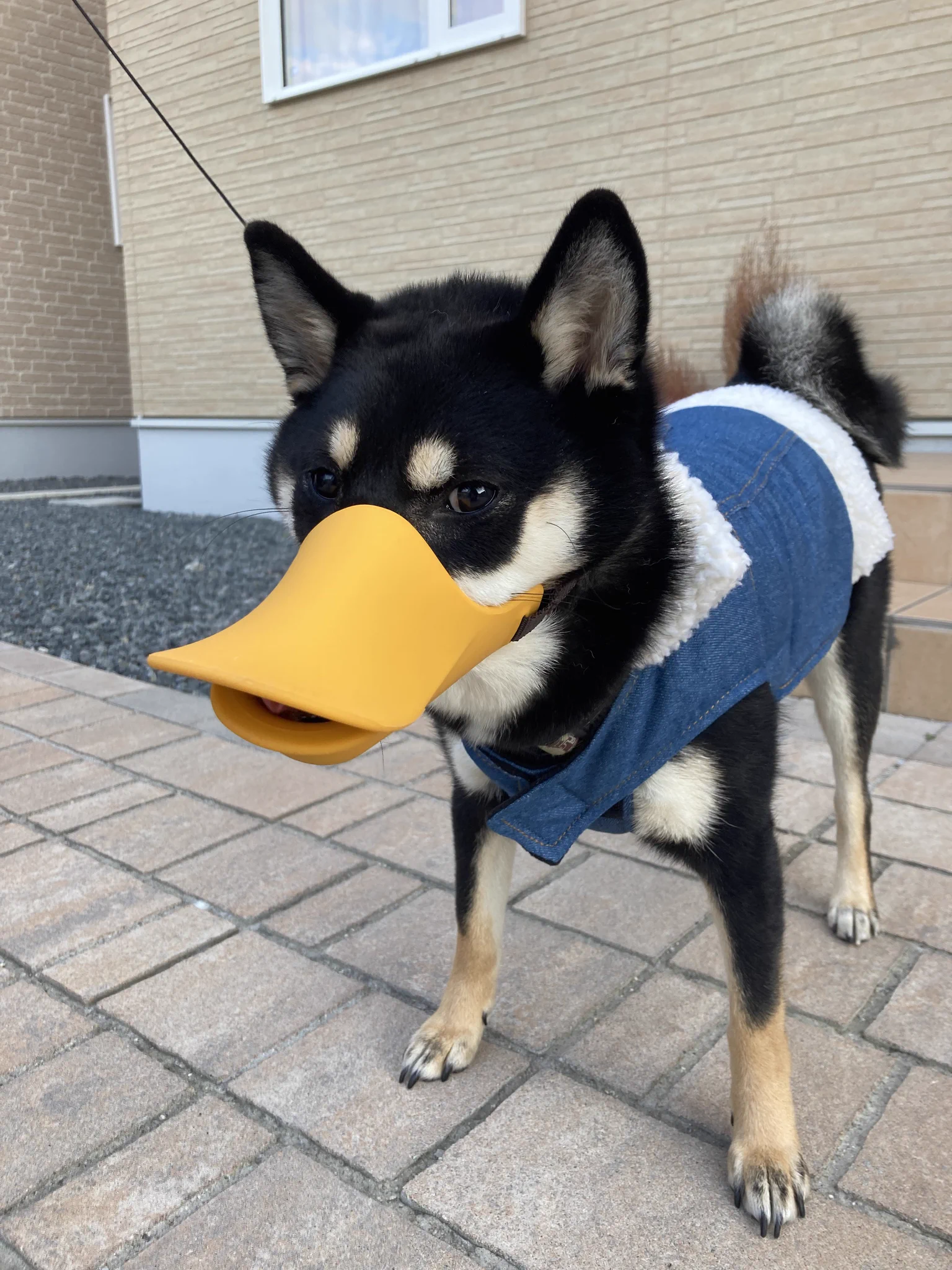 アヒル？！誤食防止用のカバーをつけた柴犬が別の生き物に見えるけど可愛い！！